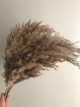 Load image into Gallery viewer, Fluffy Pampas Grass
