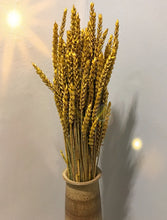 Load image into Gallery viewer, Sunshine Yellow Dried Wheat
