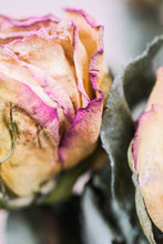 Load image into Gallery viewer, Everlasting dried rose bunches
