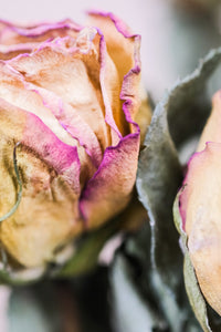 Everlasting dried rose bunches